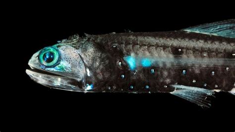 35 Cool Lanternfish Facts .
